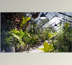 Download Globe Plants – Bundle 30 – Interior Pot Plants