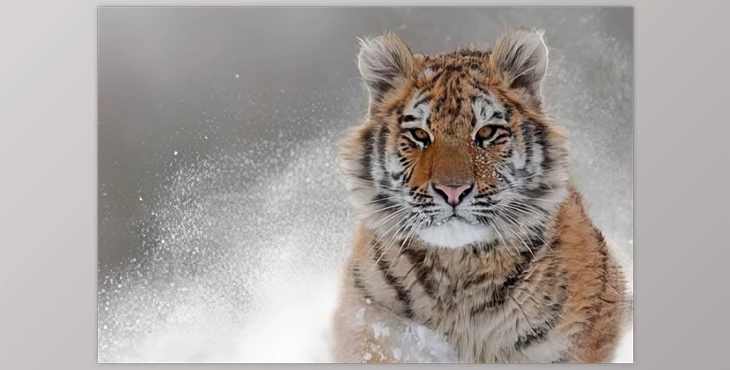 Download Topaz Photo AI 1.2.6 (WIN)
