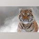 TopazLabs - Download Topaz Photo AI Pro v4.1.0 (Win, Mac-v4.0.3)