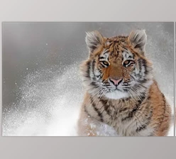 TopazLabs - Download Topaz Photo AI Pro v4.1.0 (Win, Mac-v4.0.3)
