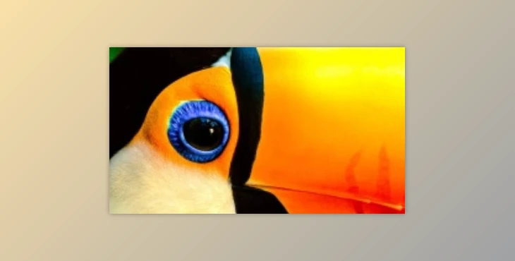 Class Central - Download CreativeLive - The Art of Photographing Birds