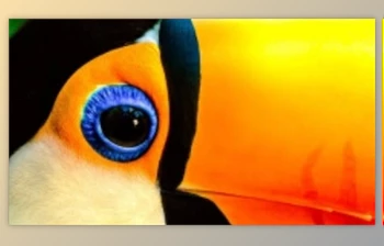 <span class='badge badge-warning'>Class</span> Central - Download CreativeLive - The Art of Photographing Birds
