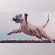 Gumroad - Download Wilson White Tiger Rig