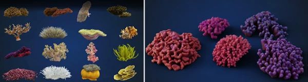 Corals Collection