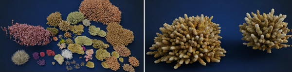 Corals Collection