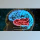 Download Brain Structure (4-pack) (Videohive 24089741) - AE Project